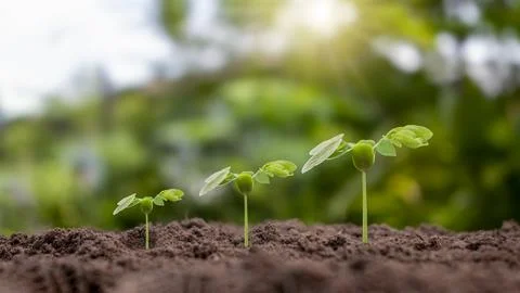 Small trees of different sizes growing on green background concept of carin.. Stock Photos