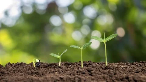 Small trees of different sizes growing on green background concept of carin.. Stock Photos