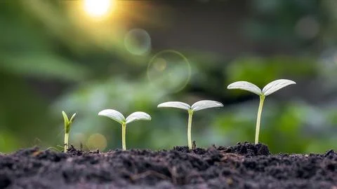 Small trees of different sizes growing on green background concept of carin.. Stock Photos