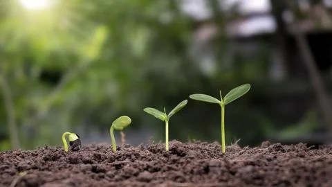 Small trees of different sizes growing on green background concept of carin.. Stock Photos