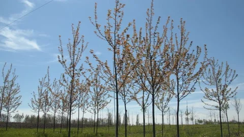 Small trees in a field. 4k60p Stock Footage 132443626