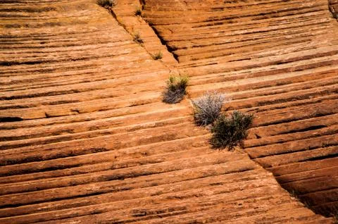 Small trees grow from Rock Stock Photos