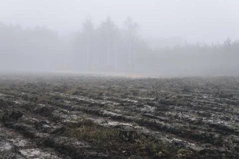 Small trees growing on an empty space inside of a forest Stock Photos