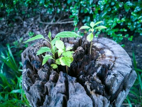 Small trees grows on a large dead stump, in a forest or park Фото