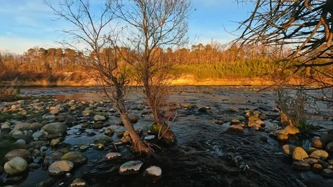 Small trees in the middle of the river Stock Footage 266297900