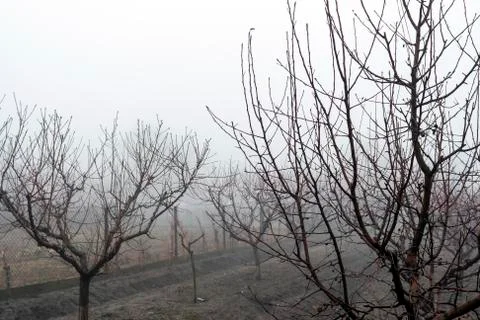 Small trees in the mist Stock Photos