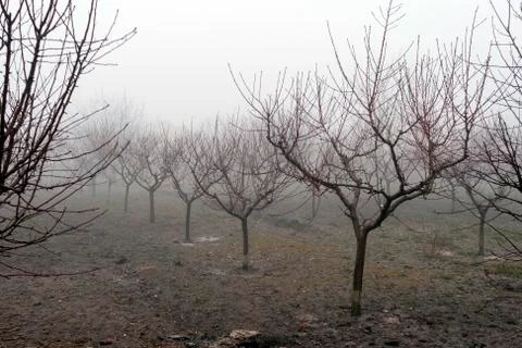 Small trees in the mist Stock Photos
