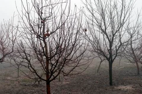 Small trees in the mist Stock Photos