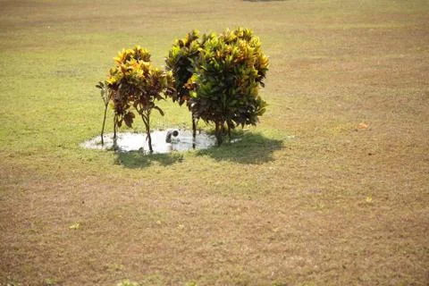 Small trees near the source of artificial irrigation of a large lawn Stock Photos