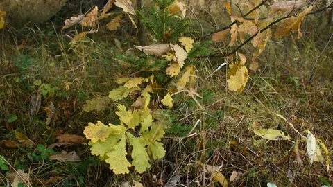 Small trees oak and spruce, wind Stock Footage 117906464
