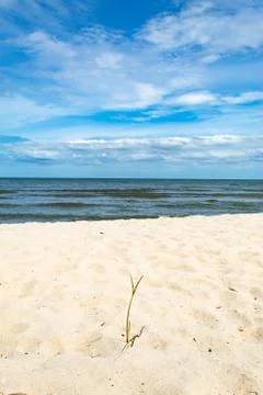 Small trees on the sand by the sea. Stock Photos