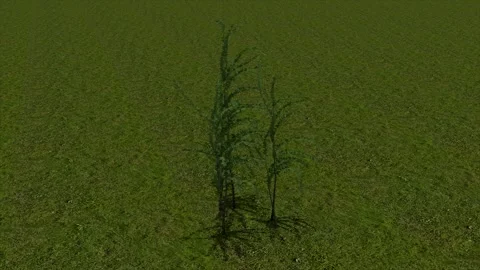 Small Trees Saplings Green Background 3D Render Stock Footage 346442677