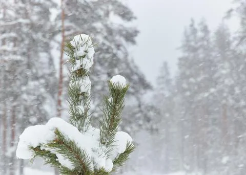 Small trees in snow-covered forests. little Christmas tree in the snow. Snow. Stock Photos