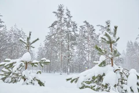 Small trees in snow-covered forests. little Christmas tree in the snow. Snow. Photos