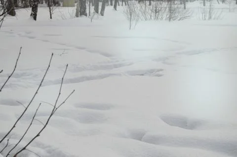 Small trees sticking out from under the snow, copy space, natural background Stock Photos