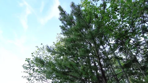 Small trees strive for high clouds and branches cover the sky. Dolly shot Stock Footage 73002160