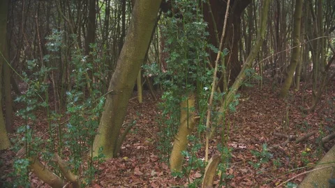 Small Trees swaying Vidéo 75534260