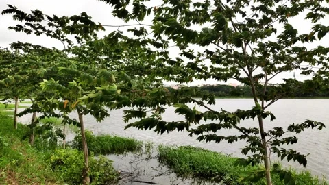 Small trees swaying in the wind Stock Footage 134166600