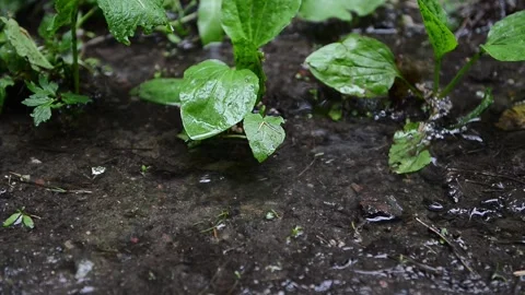 A small trickle after a rain in the forest among the grass Stock Footage 197533291
