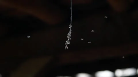 Small trigona insects or bees gather on strings Stock-Footage 307017098