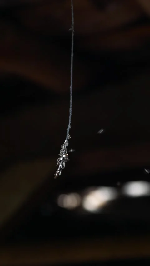 Small trigona insects or bees gather on strings Stock Footage 307017103