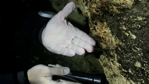 A small trnsparent shrimp touch hand of the diver in one of the cuban cenotes Stock Footage 77445334