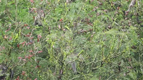 A small troop of Dusky leaf monkey foraging for food on tree. 스톡 동영상 255887785