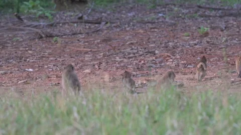 Small troop of macaque eating and playing together on the forest floor Stock Footage 234127935
