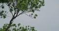 Small tropic bird sitting on a tree and fly away in Bali 4k or 4k+ Resolution