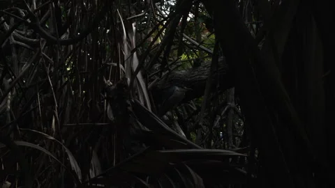 Small tropical bird perched among dense jungle branches and dark foliage Stock Footage 331144051
