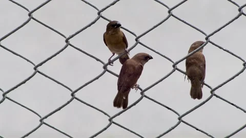 Small Tropical Birds Resting on Wire Fence Against Soft Sky Background 스톡 동영상 334518457