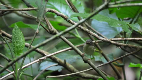 Small tropical Buff-rumped Warbler bird Singing, in rainforest jungle riverside Stock Footage 284731538