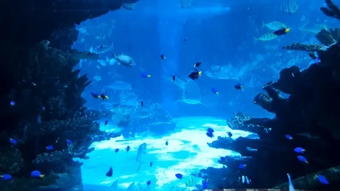 Small tropical fish and big sharks swim together in big aquarium Stock-Footage 112753787