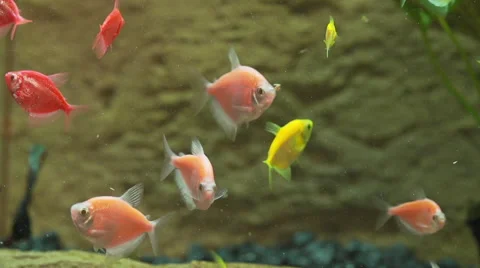 Small Tropical Fish Stock Footage 50734007