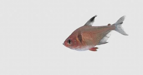 Small tropical fish 動画素材 169784986