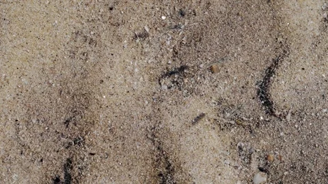 Small Tropical Fish Holding Position in Tidal Current Over Sandy Seabed Видео 337223284