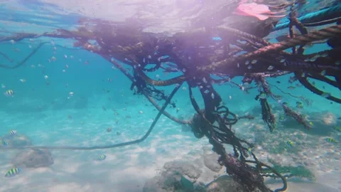 Small Tropical Fish Schooling Around Underwater Ropes in Hikkaduwa Stock Footage 331073728