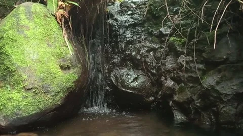 Small Tropical Forest Stream Flowing Over Rocks Stock Footage 329754949