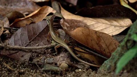 Small Tropical Lizard on Forest Leaf Litter Stock Footage 340538124