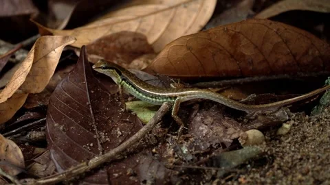 Small Tropical Lizard Resting Among Fallen Leaves Stockbeeldmateriaal 340440516