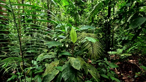 Small tropical plants in a tropical forest; lush green background Video stock 336923223
