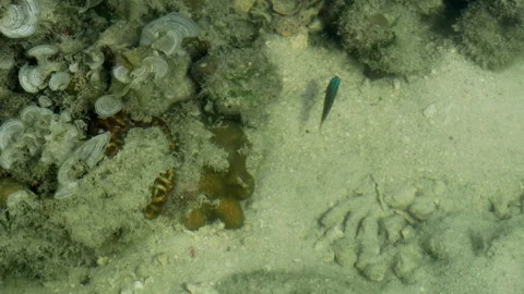 Small tropical reef fish patrolling territory in shallow tide pool Video stock 337157553