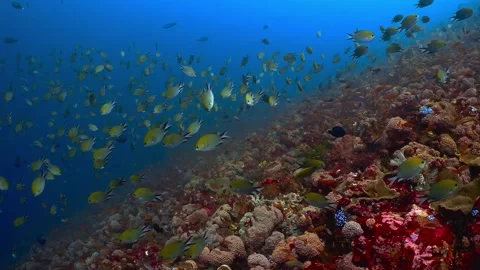 Small tropical reef fish swimming above a vibrant colorful coral reef slope Stock Footage 340255997