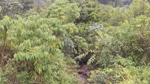 Small Tropical River Flowing Through Lush Green Mountain Forest Stock Footage 317886614