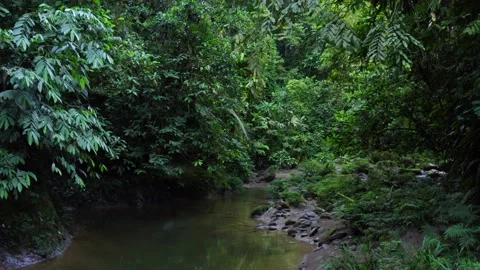 A small tropical river lined with many small plants alongside the riverbed Stock Footage 151278288