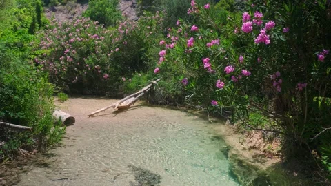 Small tropical river in Spain Stock Footage 217414808