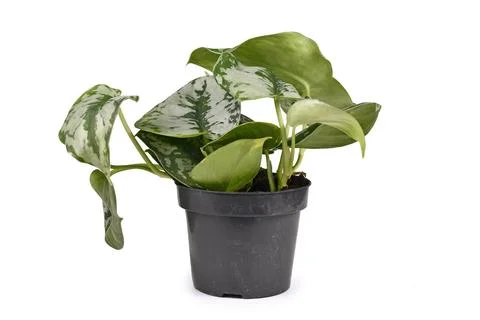 Small tropical Scindapsus Pictus Exotica or Satin Pothos houseplant with large Stock Photos