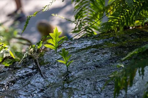 Small tropical stream flowing through green vegetation Stock Photos