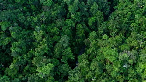 A small tropical stream is meandering through the canopy of the rainforest Vidéo 196312667