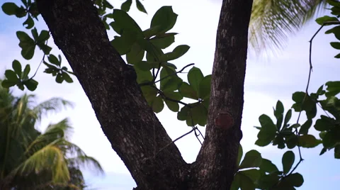 Small Tropical Tree Orbit Stock Footage 65232183